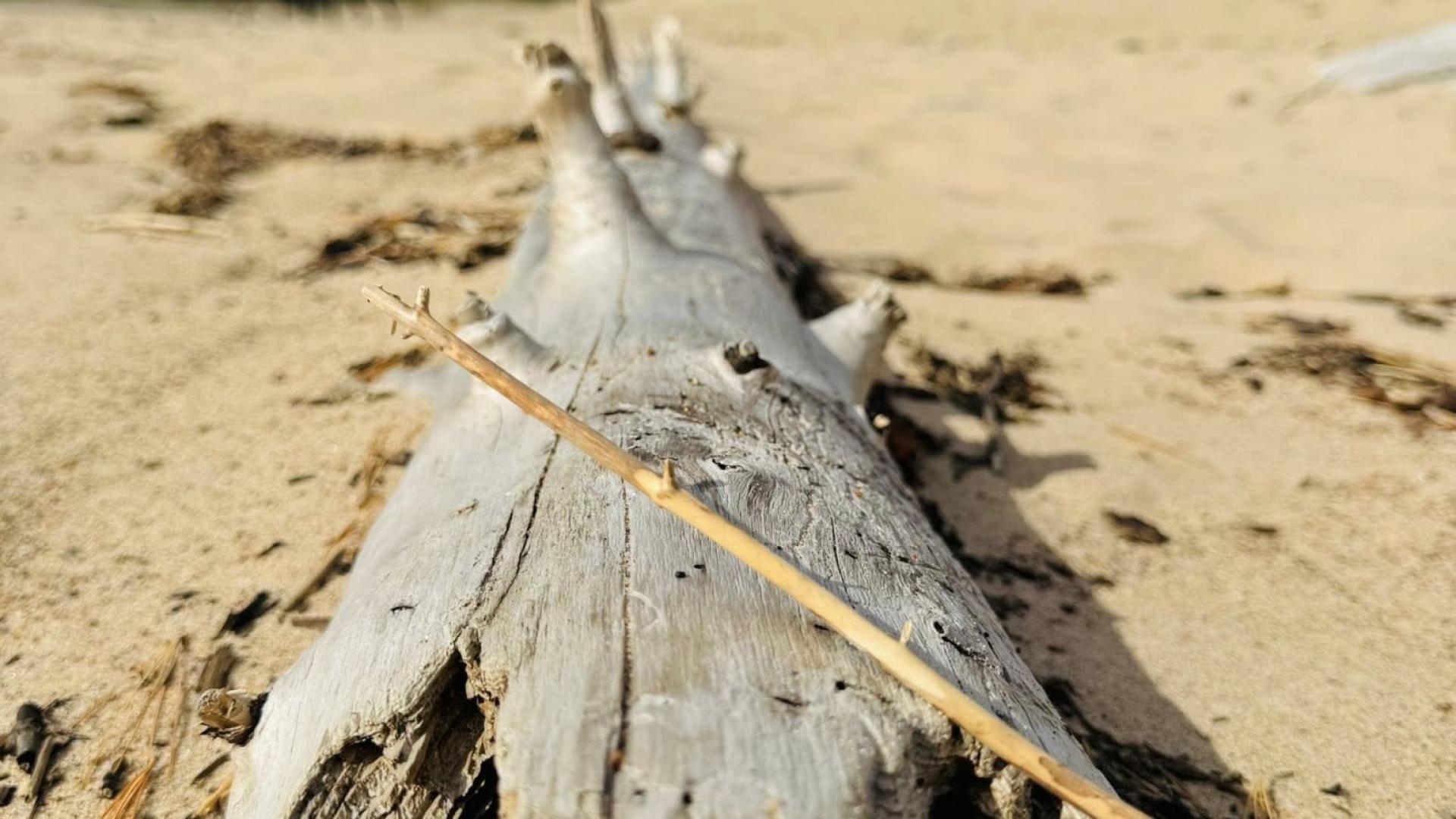 drift wood